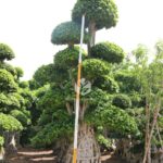 4.5m Aerial Root Ficus Bonsai (3)