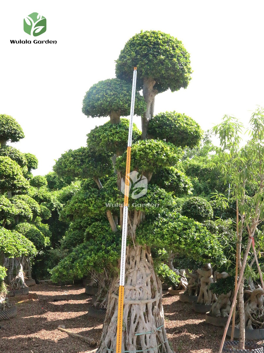 4.5m Aerial Root Ficus Bonsai (3)