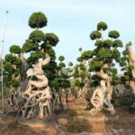 4m Strange Root Banyan Tree (1)