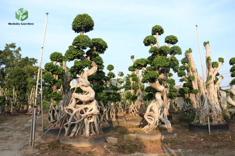 4m Strange Root Banyan Tree (1)