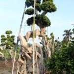 4m Strange Root Banyan Tree (2)