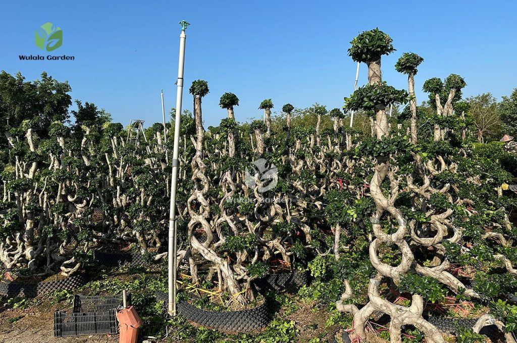 8-shaped Double-floating Banyan Tree