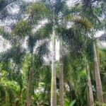 Areca Palm (1)