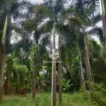 Areca Palm (1)1