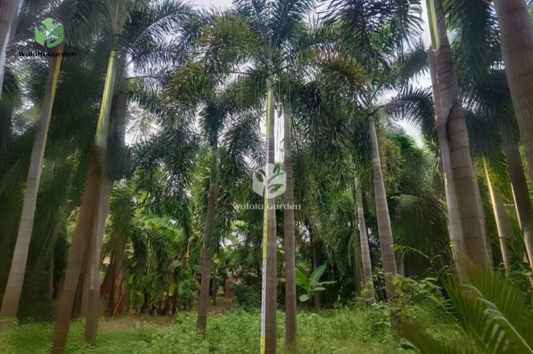 Areca Palm (1)1