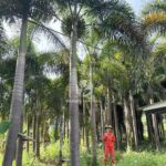 Areca Palm (2)