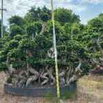 Banyan Trees In The S Bay Jungle (1)