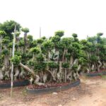 Banyan Trees In The S Bay Jungle (2)