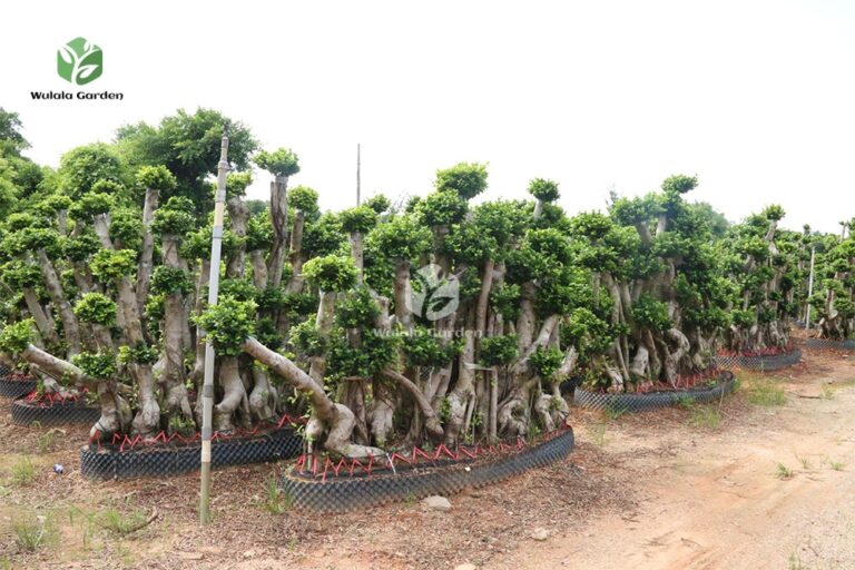 Banyan Trees In The S Bay Jungle (2)