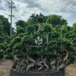 Banyan Trees In The S Bay Jungle (3)