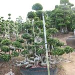 Banyan Trees In The S Bay Jungle2 (1)