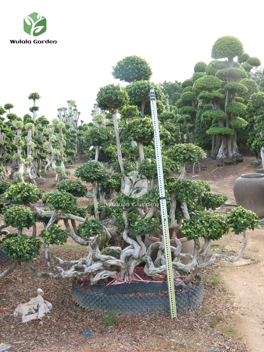Banyan Trees In The S Bay Jungle2 (1)