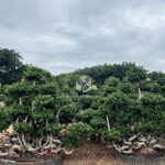 Banyan Trees In The S Bay Jungle2