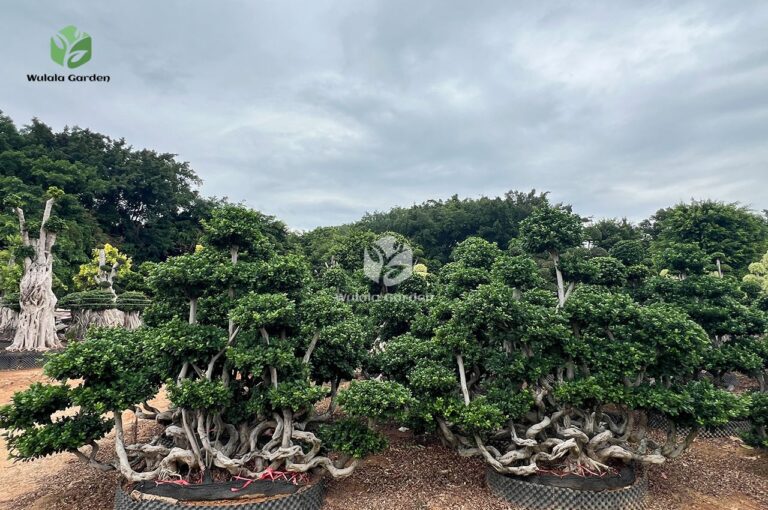 Banyan Trees In The S Bay Jungle2