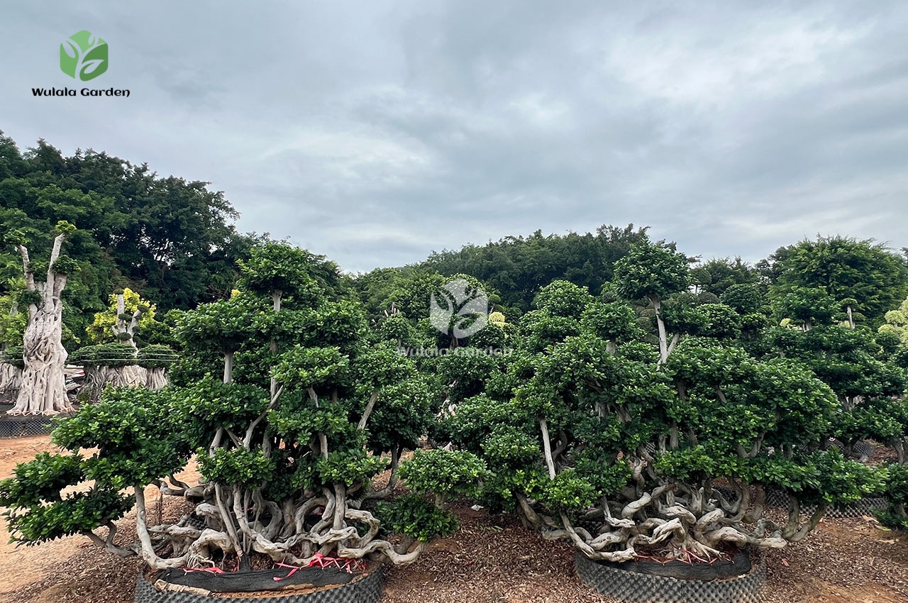Banyan Trees In The S Bay Jungle2