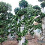 Big Dragon Ficus Microcarpa Tree （big Size） (1)