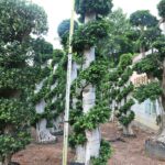 Big Dragon Ficus Microcarpa Tree （big Size） (2)