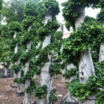 Big Dragon Ficus Microcarpa Tree （big Size） (3)