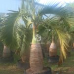 Bottle Palm (1)