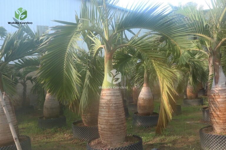 Bottle Palm (1)