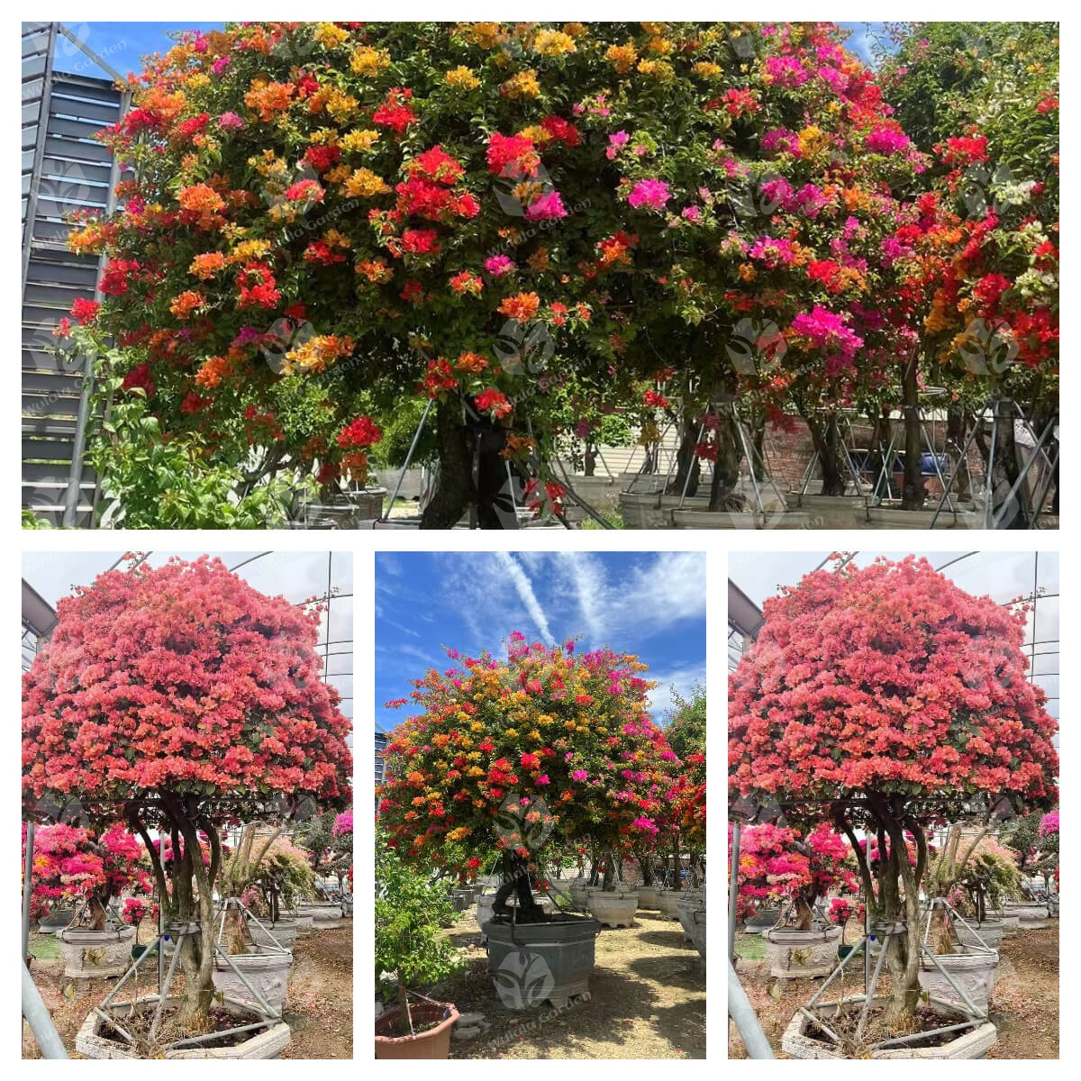 Bougainvillea (1)