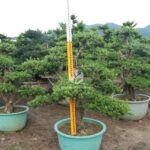 Buddhist Pine (1)