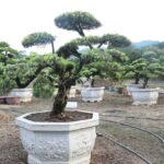 Buddhist Pine (2)