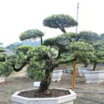 Buddhist Pine (3)