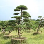 Buddhist Pine (4)
