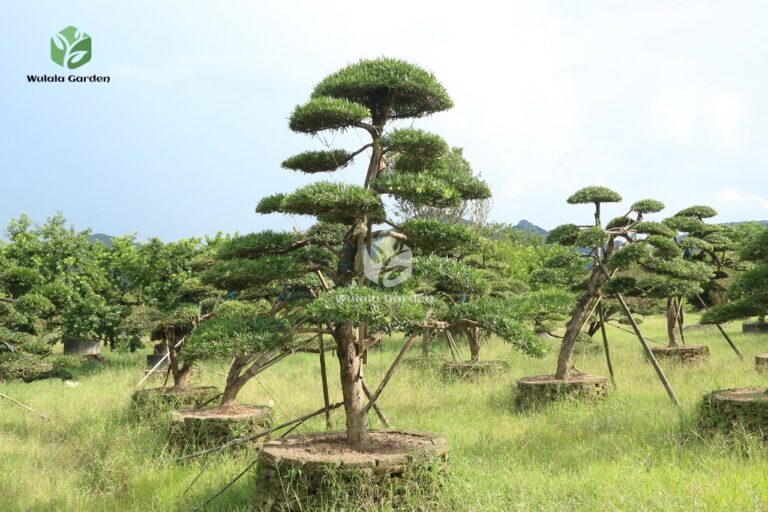 Buddhist Pine (4)
