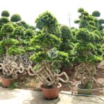 Chinese Knot Shape Ficus Bonsai (1)