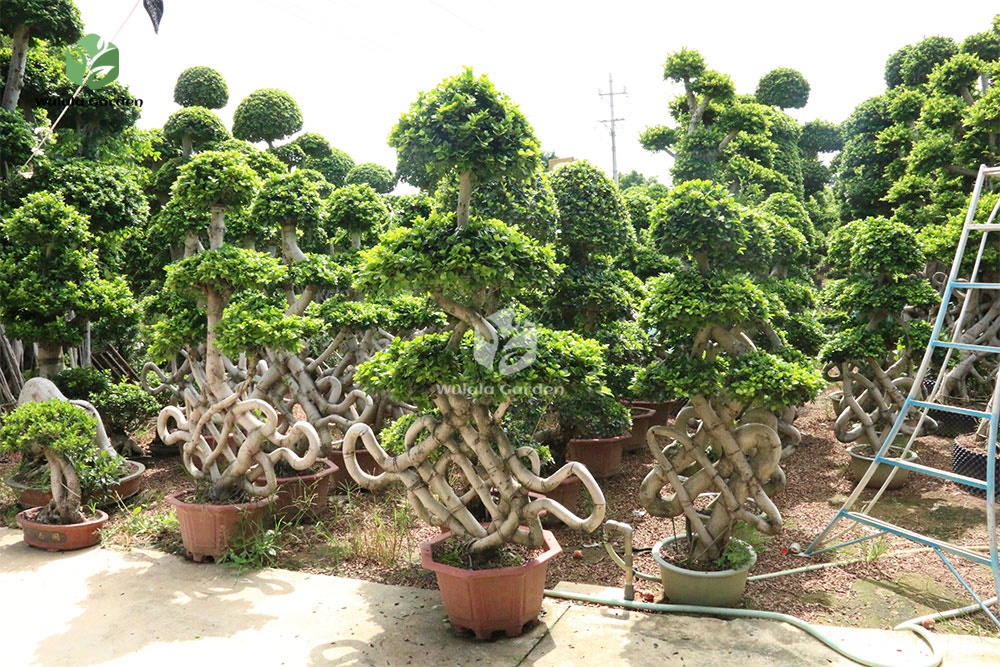 Chinese Knot Shape Ficus Bonsai (1) Chinese Knot Shape Ficus Bonsai (1)