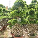 Chinese Knot Shape Ficus Bonsai (2)