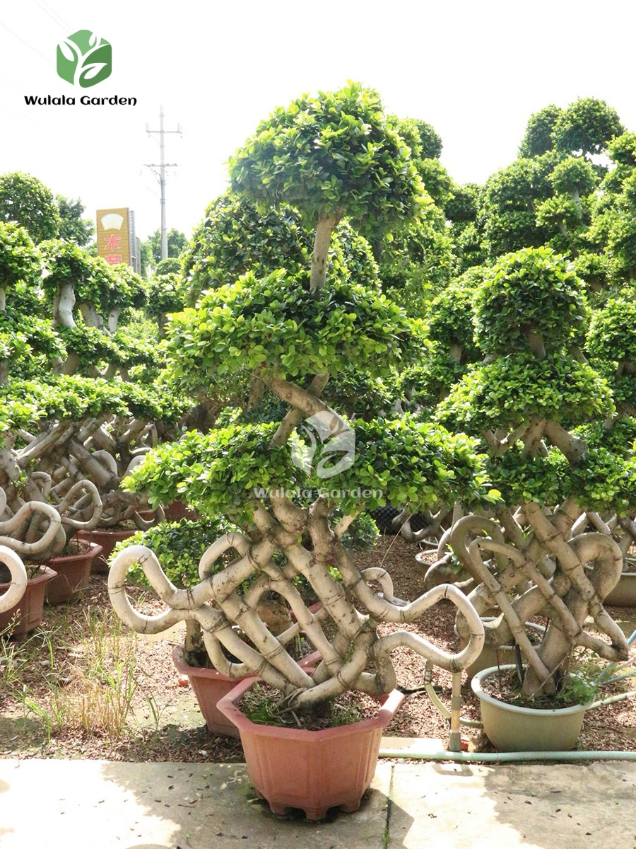 Chinese Knot Shape Ficus Bonsai (2)