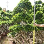 Chinese Knot Shape Ficus Bonsai (3)