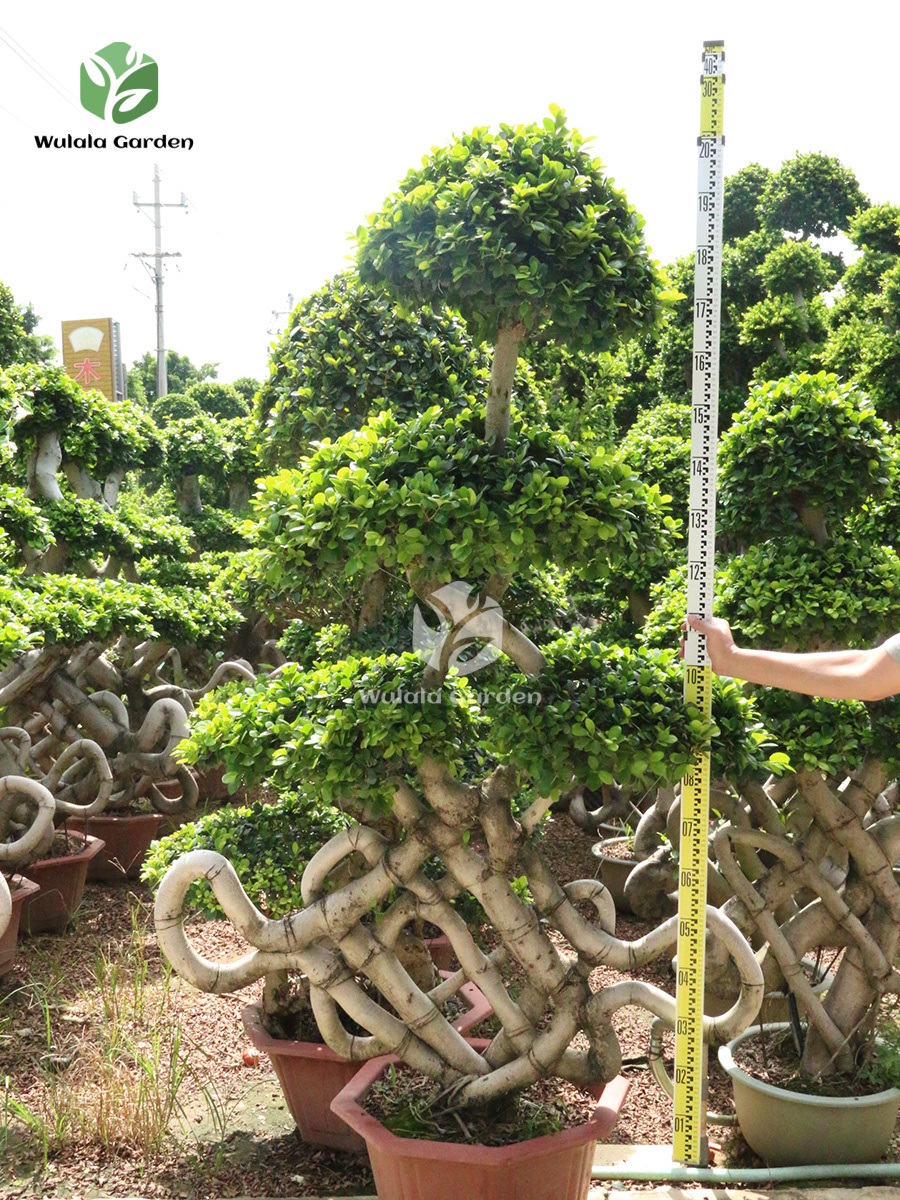 Chinese Knot Shape Ficus Bonsai (3)