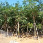 Cockspur Coral Tree (1)