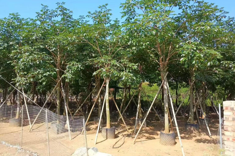 Cockspur Coral Tree (1)