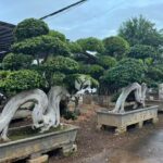 Dragon Root Ficus Bonsai Small (1)