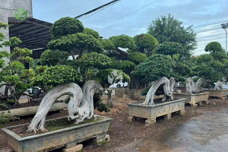 Dragon Root Ficus Bonsai Small (1)