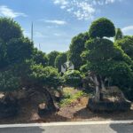 Dragon Root Ficus Bonsai Small (1)