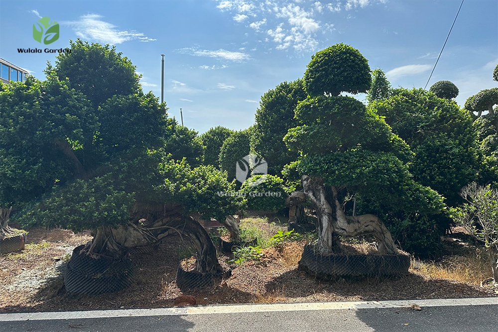 Dragon Root Ficus Bonsai Small (1)