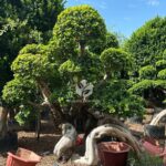 Dragon Root Ficus Bonsai Small (2)