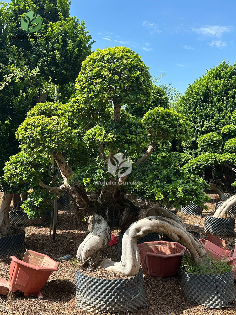 Dragon Root Ficus Bonsai Small (2)
