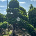Large Dragon Root Ficus Bonsai