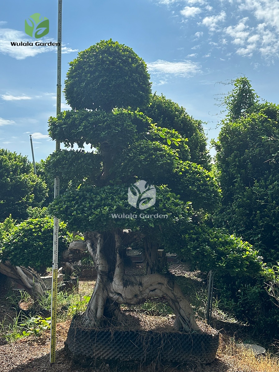 Large Dragon Root Ficus Bonsai