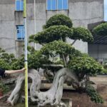 Large Dragon Root Ficus Bonsai