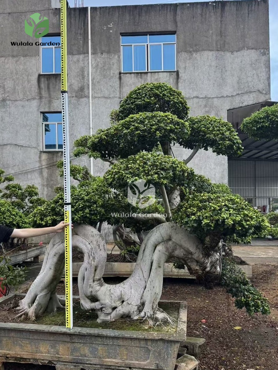 Large Dragon Root Ficus Bonsai