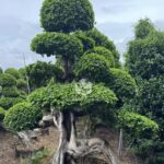 Large Dragon Root Ficus Bonsai