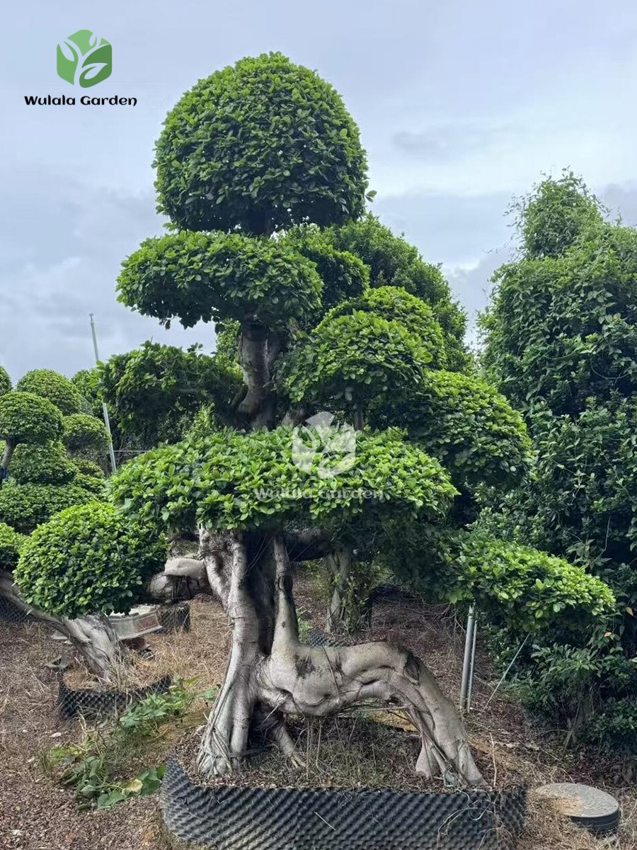Large Dragon Root Ficus Bonsai